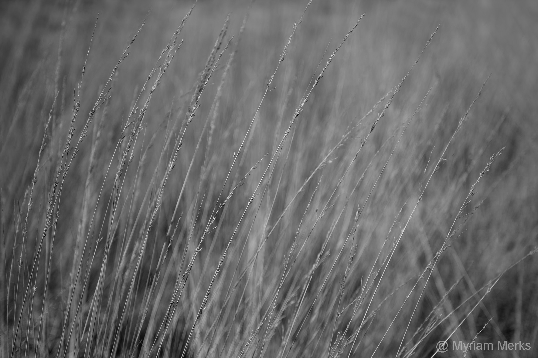 Ik voelde me een oevergrasspriet!!