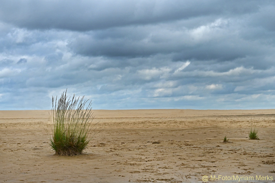 Mfoto 1660 10X15 Cm Met Logo Website