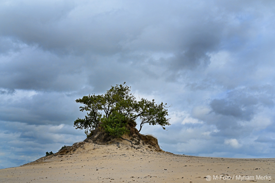 Mfoto 1688 1 10X15 Cm Met Logo Website